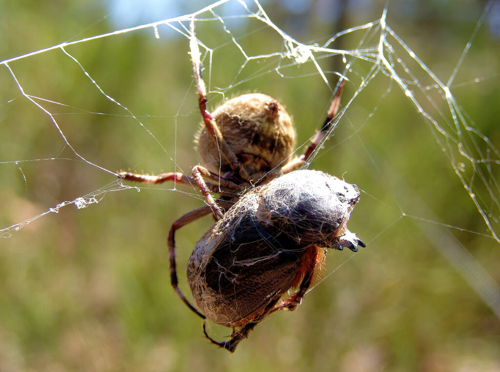 Garden Orb Weaving Spider (Eriphora transmarine), near Goulburn, NSW