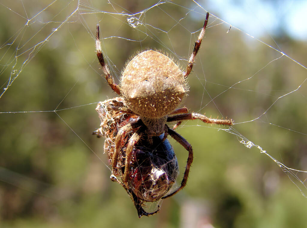Garden Orb Weaving Spider (Eriphora transmarine), near Goulburn, NSW