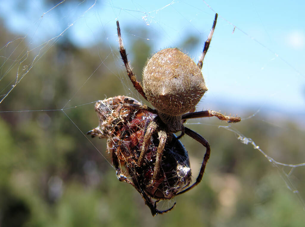 Garden Orb Weaving Spider (Eriphora transmarine), near Goulburn, NSW