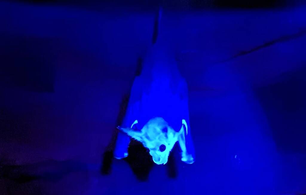 Ghost Bat (Macroderma gigas)