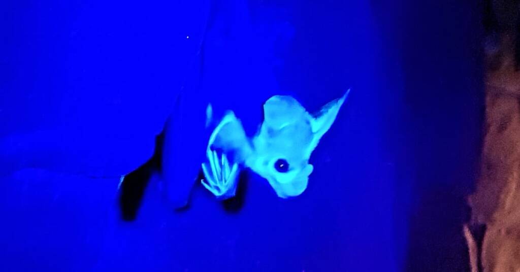Ghost Bat (Macroderma gigas)