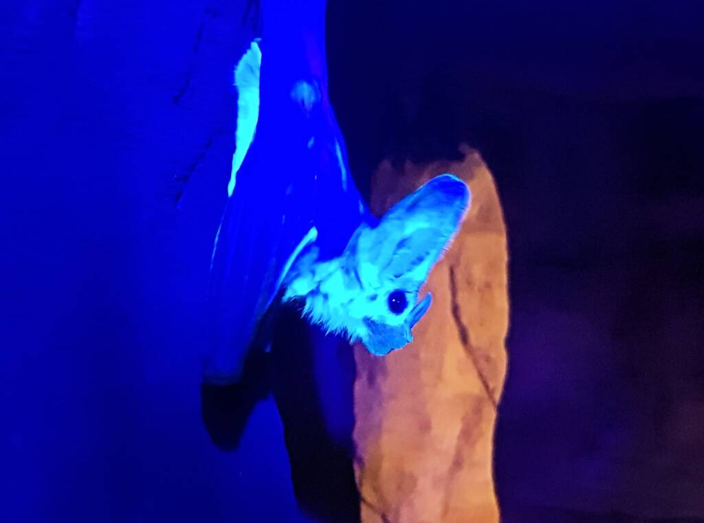 Ghost Bat (Macroderma gigas)