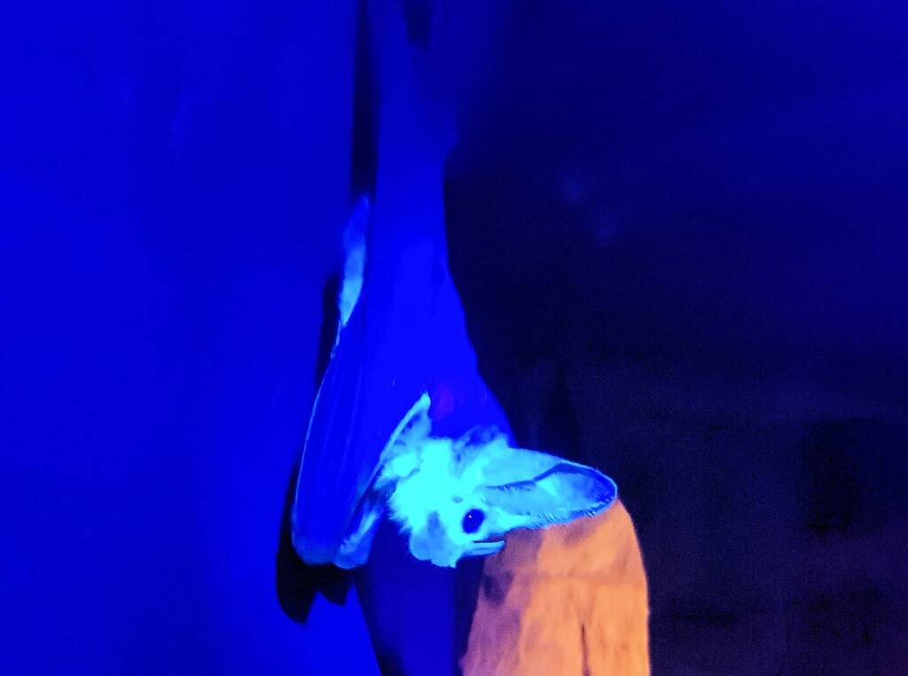 Ghost Bat (Macroderma gigas)