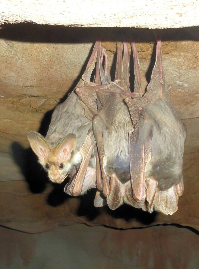 Ghost Bat (Macroderma gigas)
