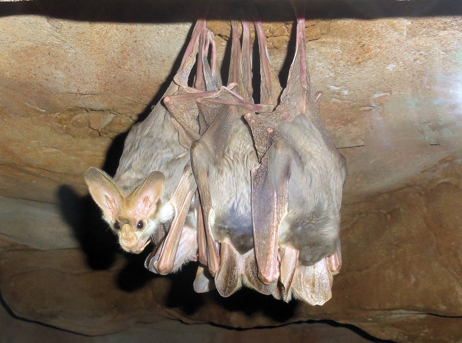 Ghost Bats (Macroderma gigas)