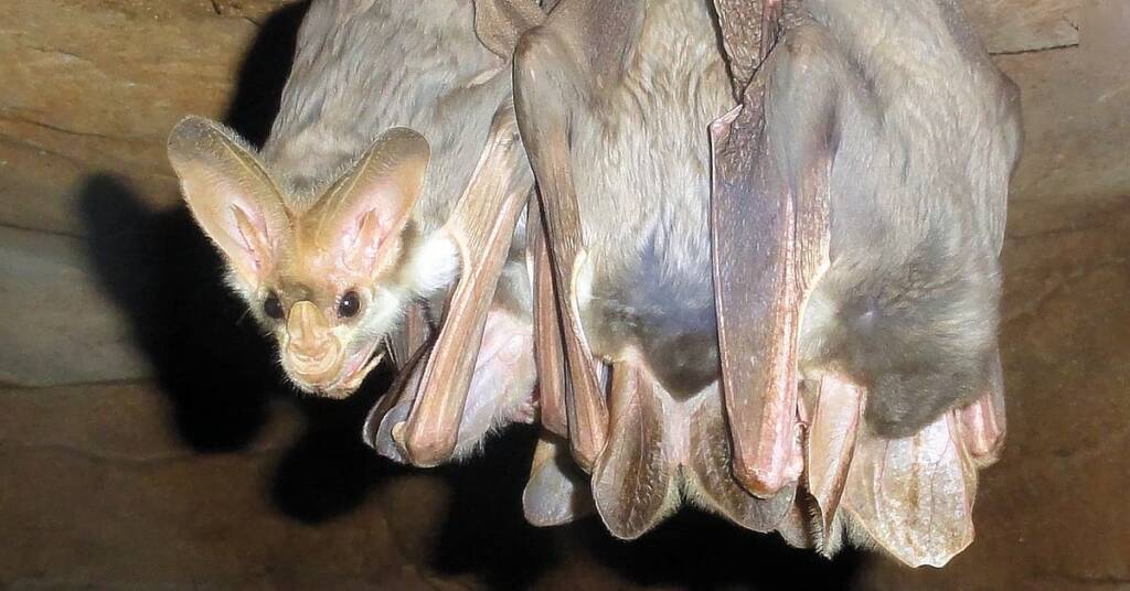 Ghost Bats (Macroderma gigas)