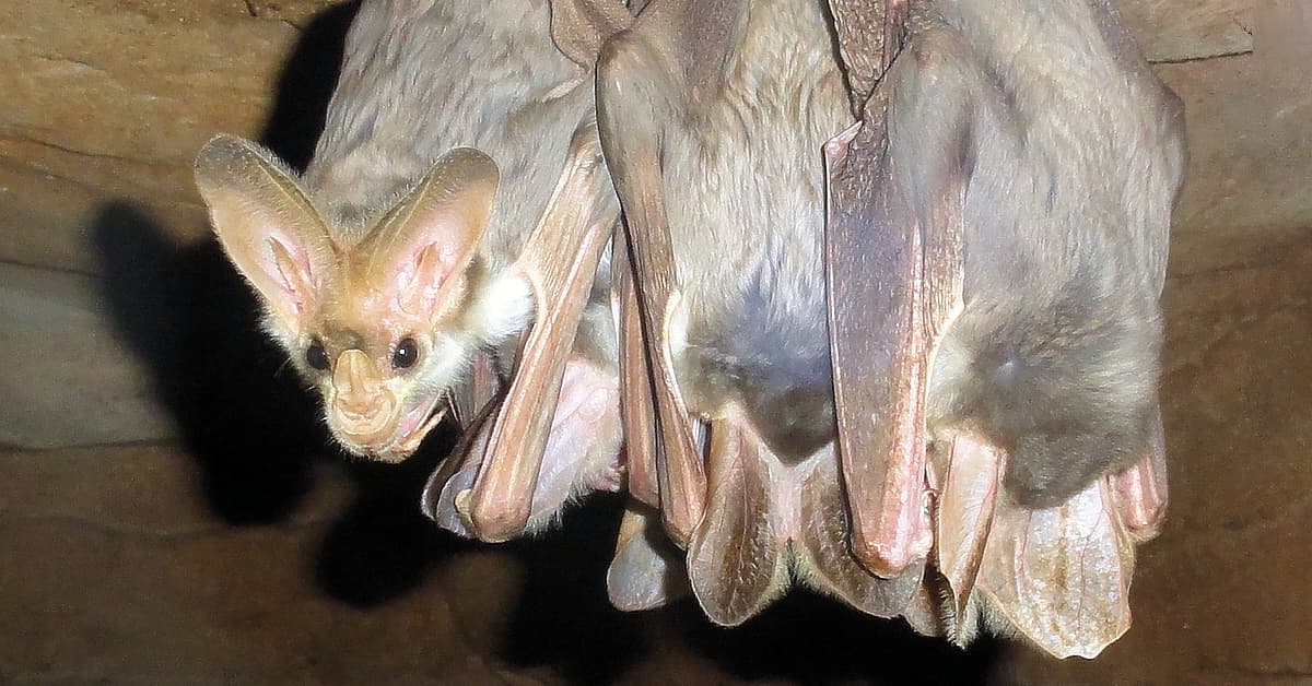 Ghost Bats (Macroderma gigas)