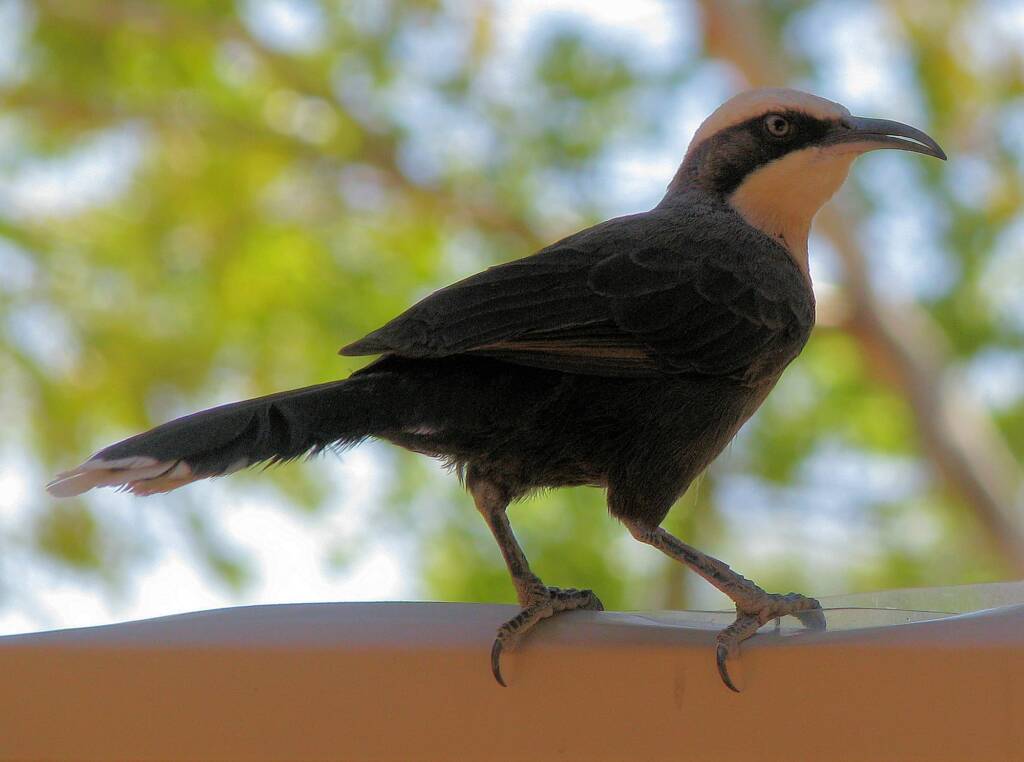 Grey-crowned Babbler (Pomatostomus temporalis), Alice Springs, NT