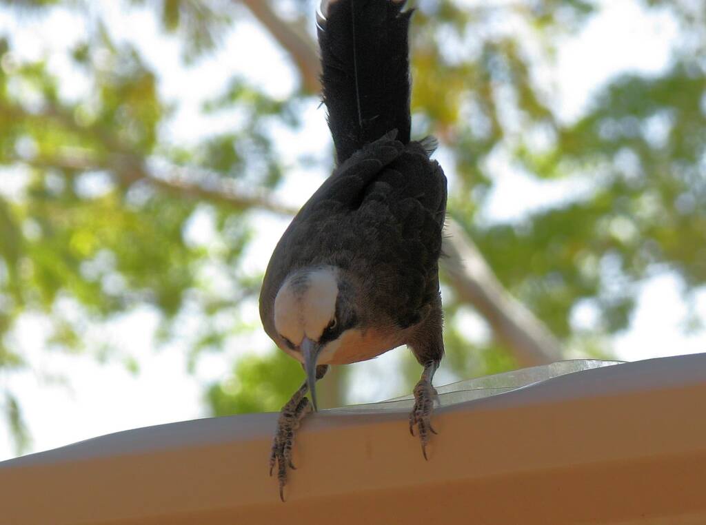 Grey-crowned Babbler (Pomatostomus temporalis), Alice Springs, NT