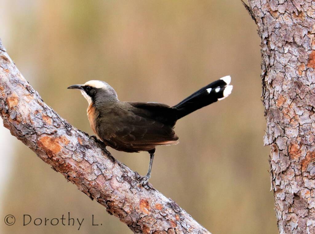 Grey-crowned Babbler (Pomatostomus temporalis)