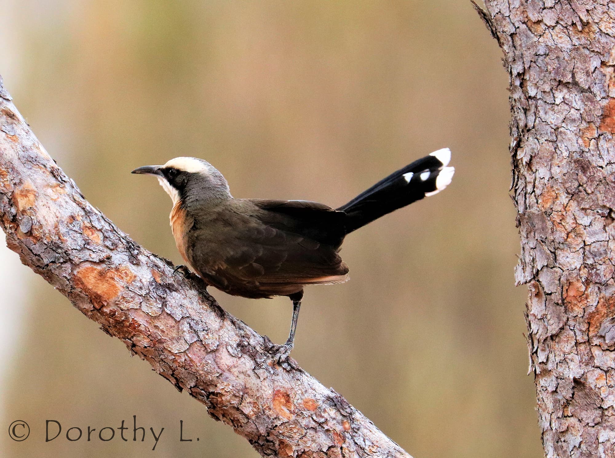 Grey-crowned Babbler (Pomatostomus temporalis)