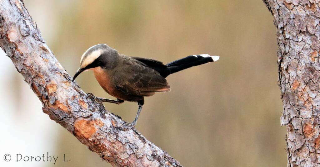Grey-crowned Babbler (Pomatostomus temporalis)