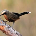 Grey-crowned Babbler (Pomatostomus temporalis)