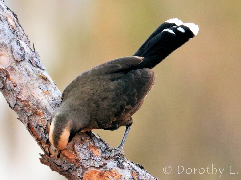 Grey-crowned Babbler (Pomatostomus temporalis)
