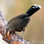 Grey-crowned Babbler (Pomatostomus temporalis)