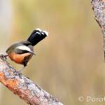 Grey-crowned Babbler (Pomatostomus temporalis)