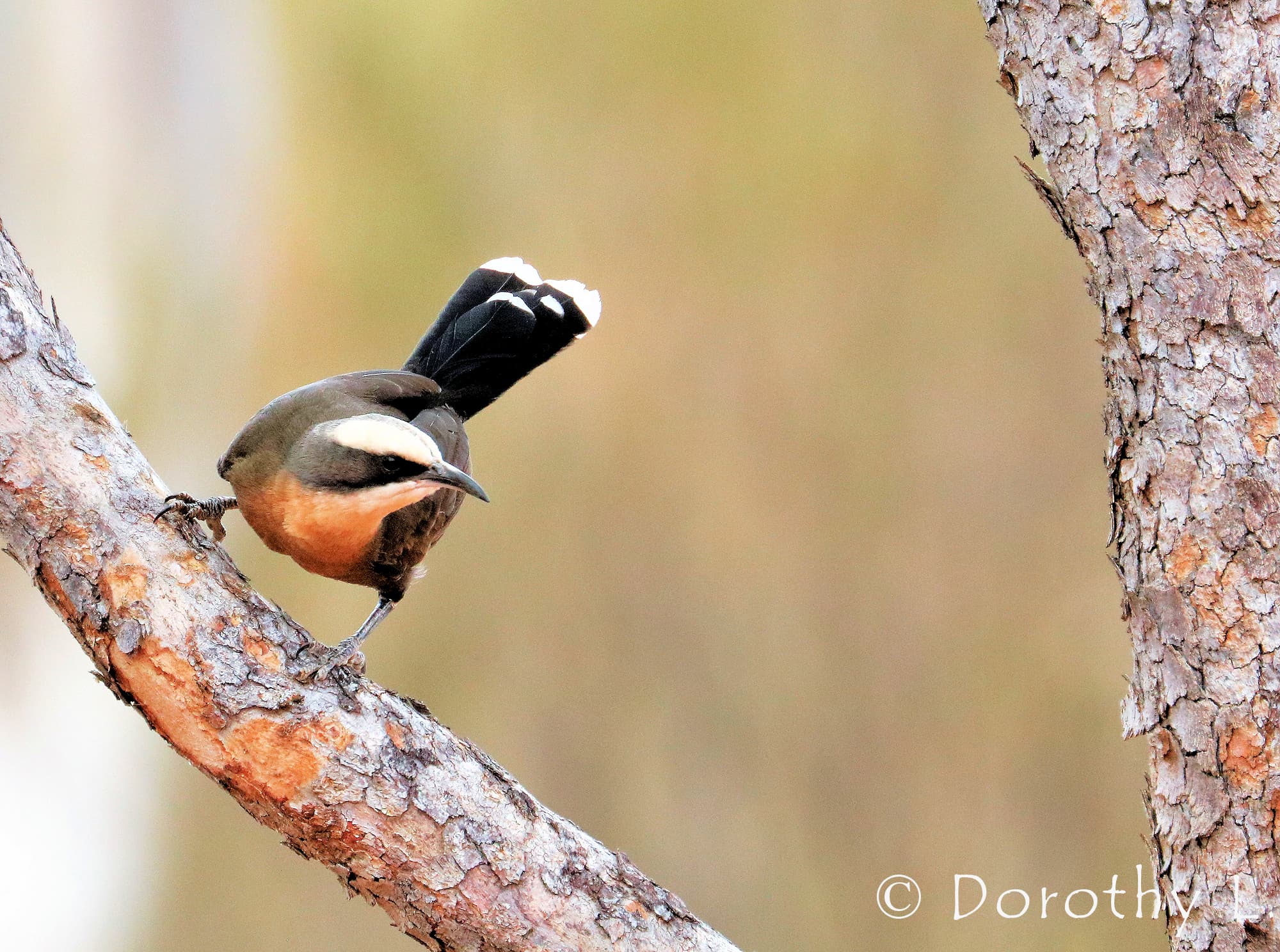 Grey-crowned Babbler (Pomatostomus temporalis)