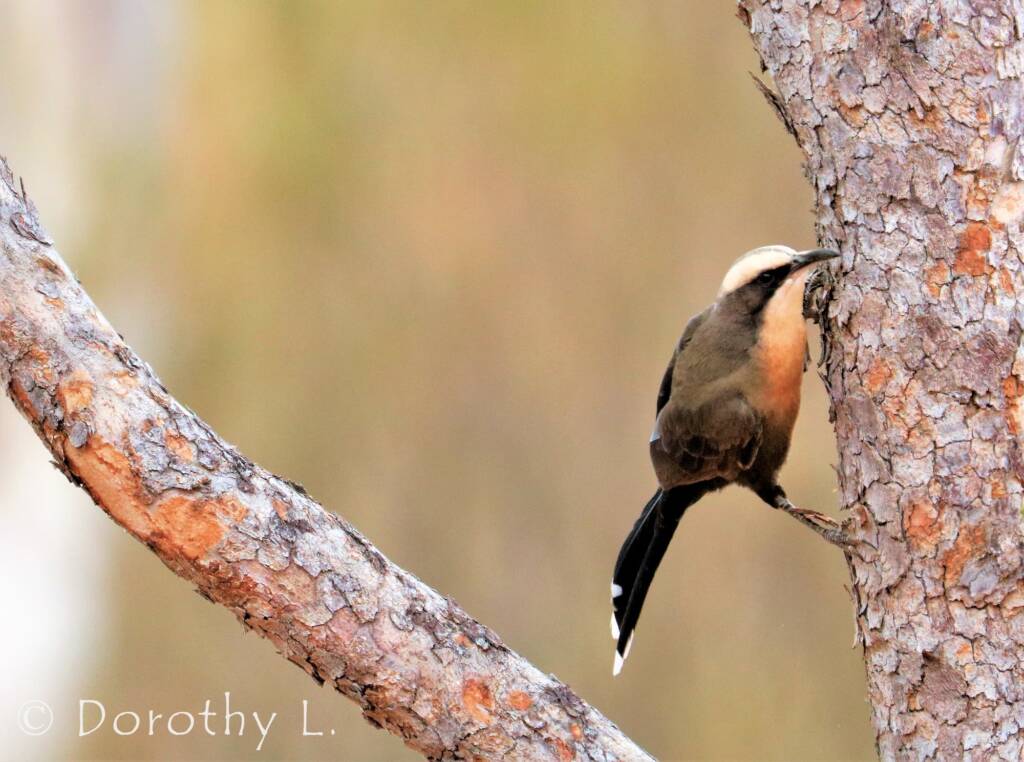 Grey-crowned Babbler (Pomatostomus temporalis)