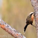 Grey-crowned Babbler (Pomatostomus temporalis)