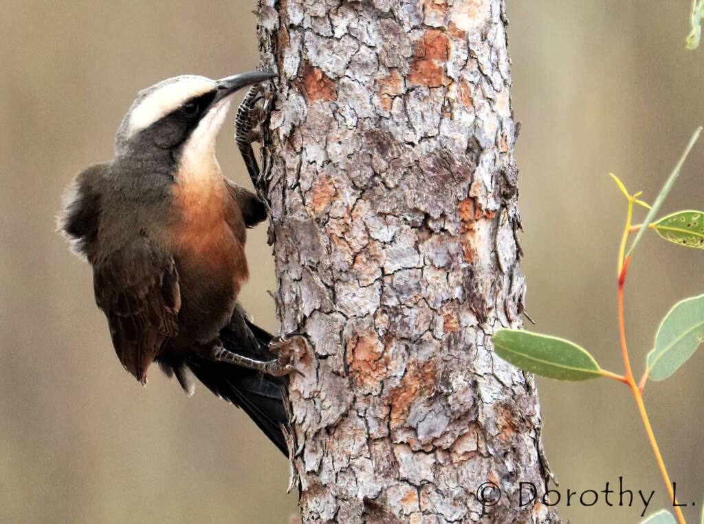 Grey-crowned Babbler (Pomatostomus temporalis)