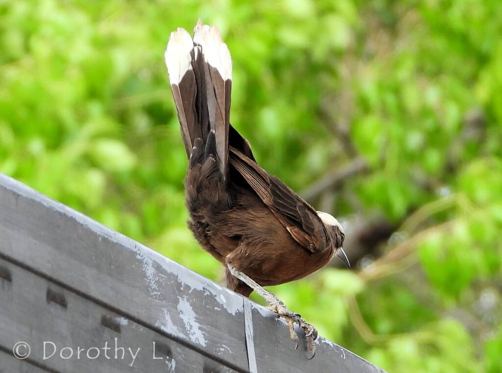 Grey-crowned Babbler (Pomatostomus temporalis), Alice Springs, NT