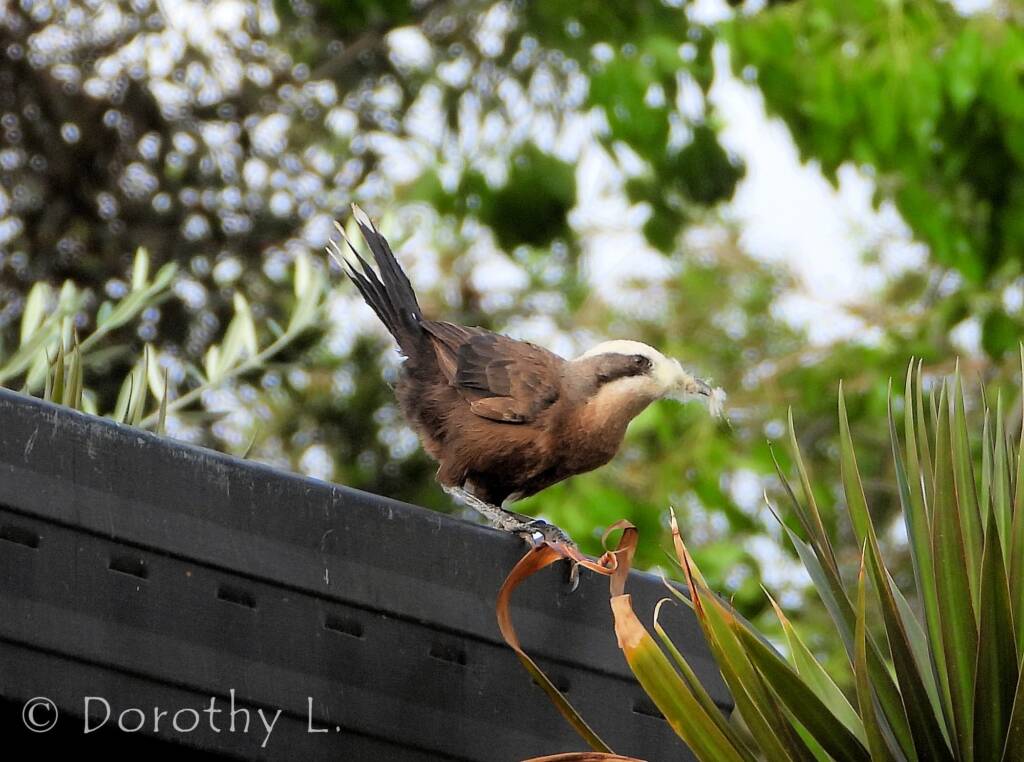 Grey-crowned Babbler (Pomatostomus temporalis), Alice Springs, NT