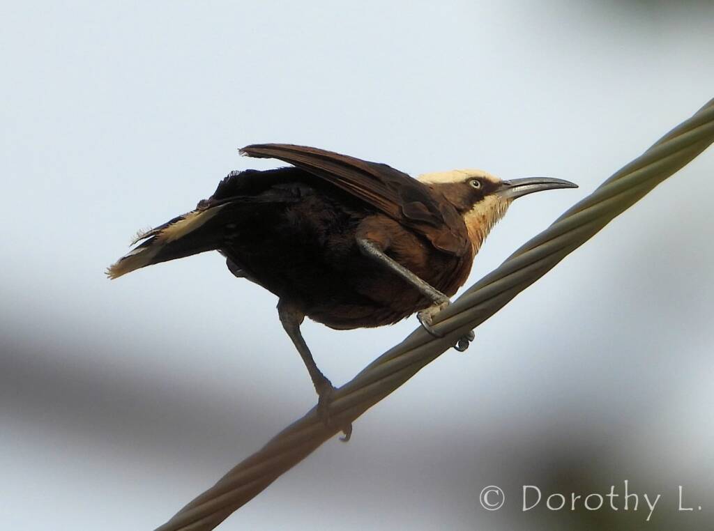 Grey-crowned Babbler (Pomatostomus temporalis), Alice Springs, NT