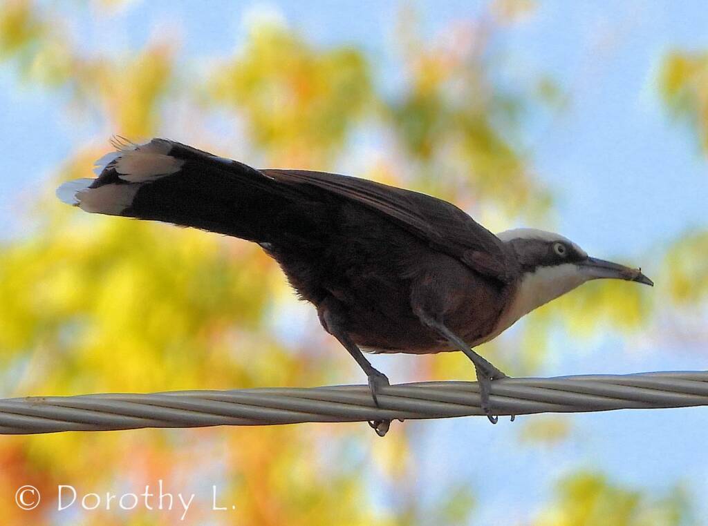 Grey-crowned Babbler (Pomatostomus temporalis), Alice Springs, NT