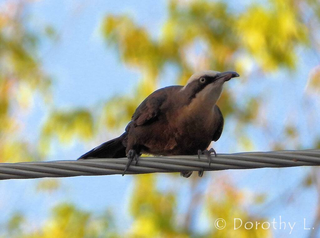 Grey-crowned Babbler (Pomatostomus temporalis), Alice Springs, NT