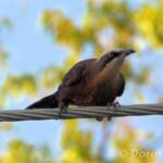 Grey-crowned Babbler (Pomatostomus temporalis), Alice Springs, NT