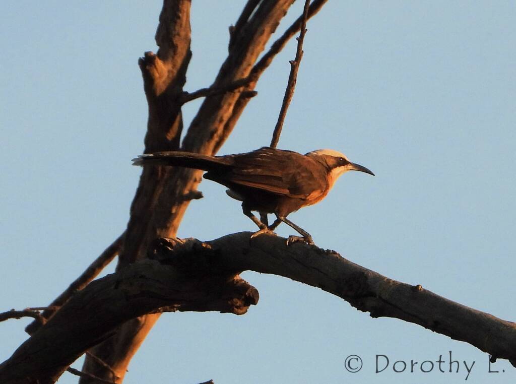 Grey-crowned Babbler (Pomatostomus temporalis), Alice Springs, NT