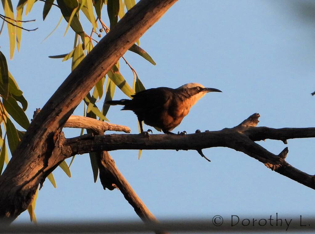 Grey-crowned Babbler (Pomatostomus temporalis), Alice Springs, NT