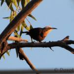 Grey-crowned Babbler (Pomatostomus temporalis), Alice Springs, NT