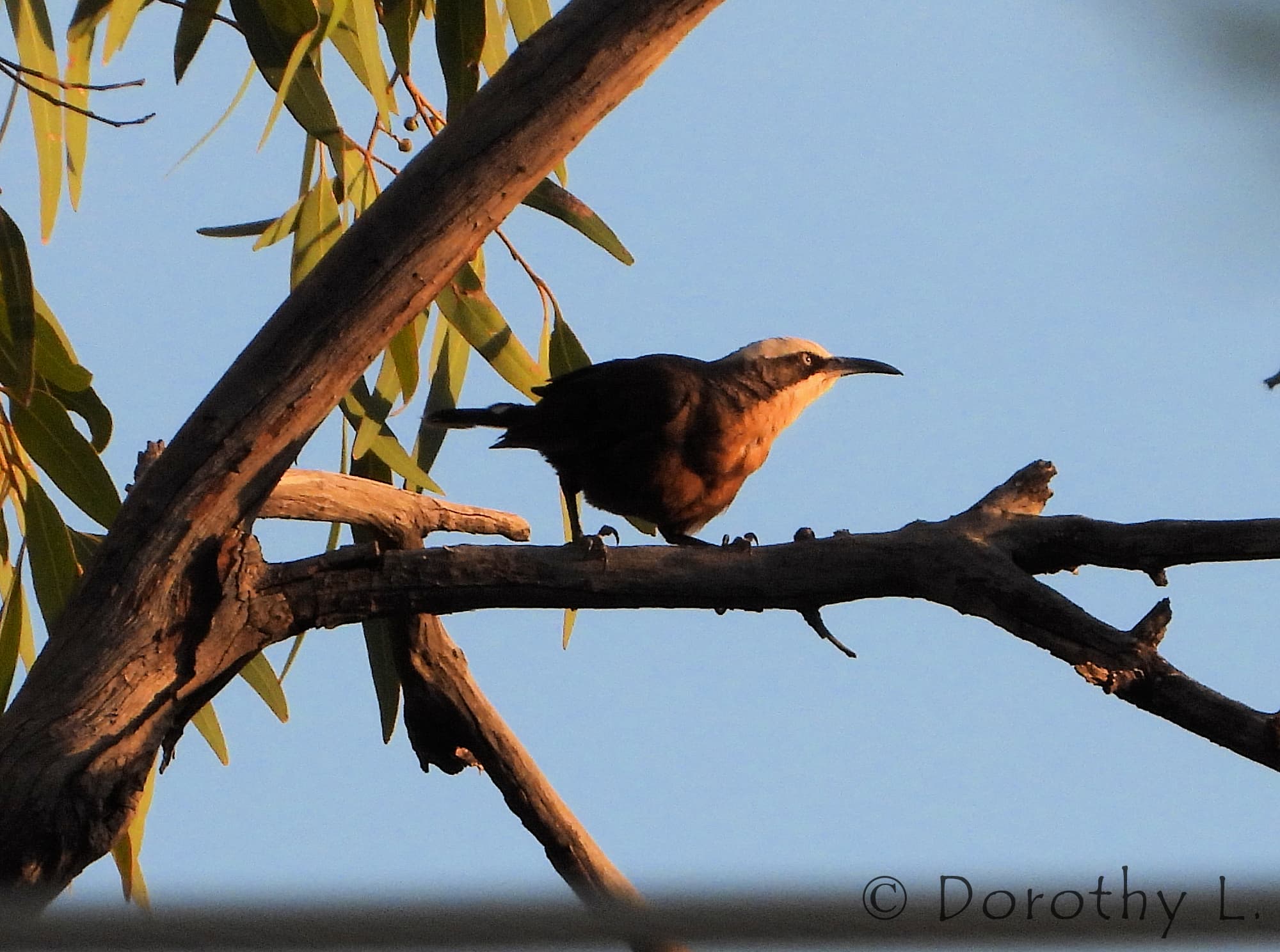 Grey-crowned Babbler (Pomatostomus temporalis), Alice Springs, NT