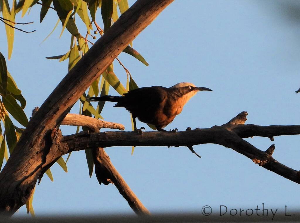 Grey-crowned Babbler (Pomatostomus temporalis), Alice Springs, NT