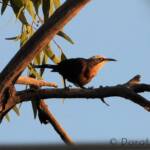 Grey-crowned Babbler (Pomatostomus temporalis), Alice Springs, NT