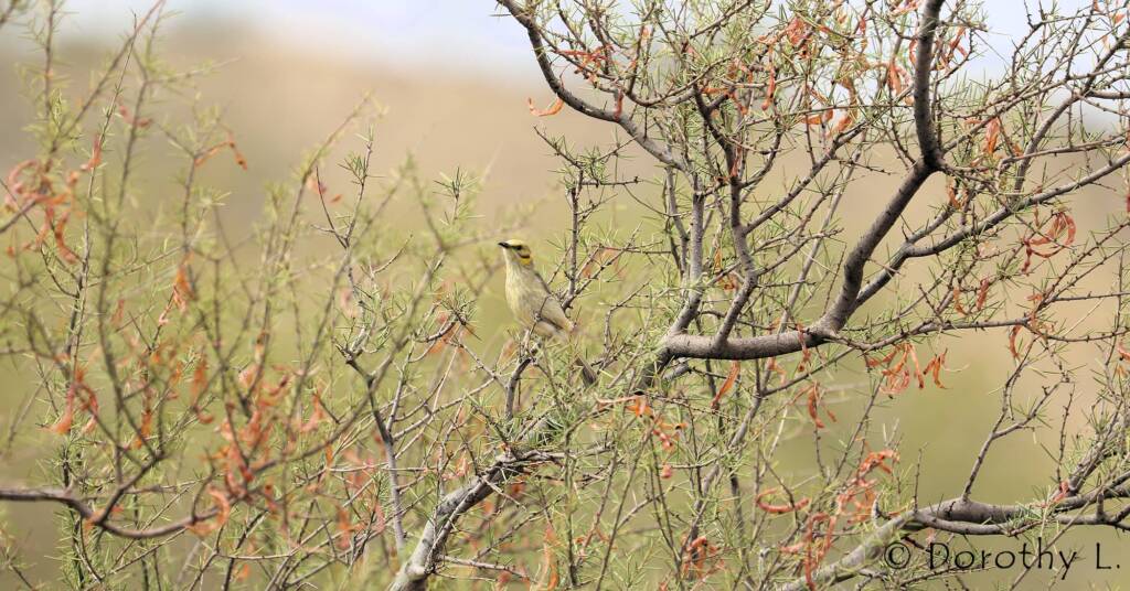 Grey-fronted Honeyeater (Ptilotula plumula)