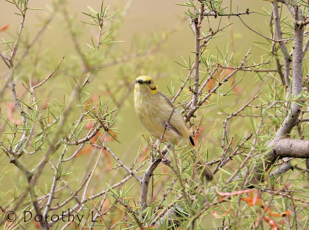 Grey-fronted Honeyeater (Ptilotula plumula)