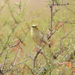 Grey-fronted Honeyeater (Ptilotula plumula)