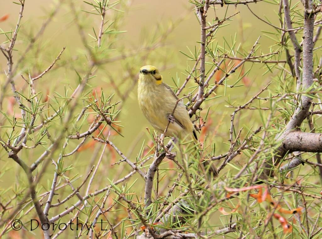 Grey-fronted Honeyeater (Ptilotula plumula)
