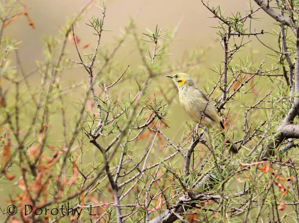 Grey-fronted Honeyeater (Ptilotula plumula)