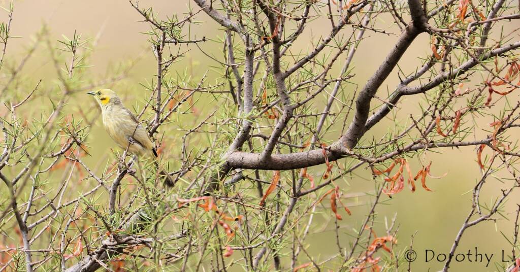 Grey-fronted Honeyeater (Ptilotula plumula)