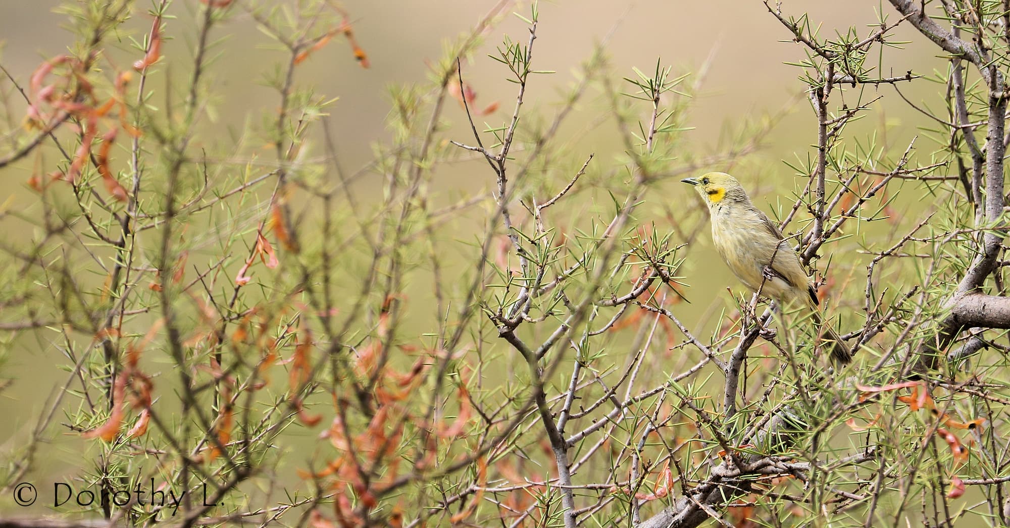 Grey-fronted Honeyeater (Ptilotula plumula)