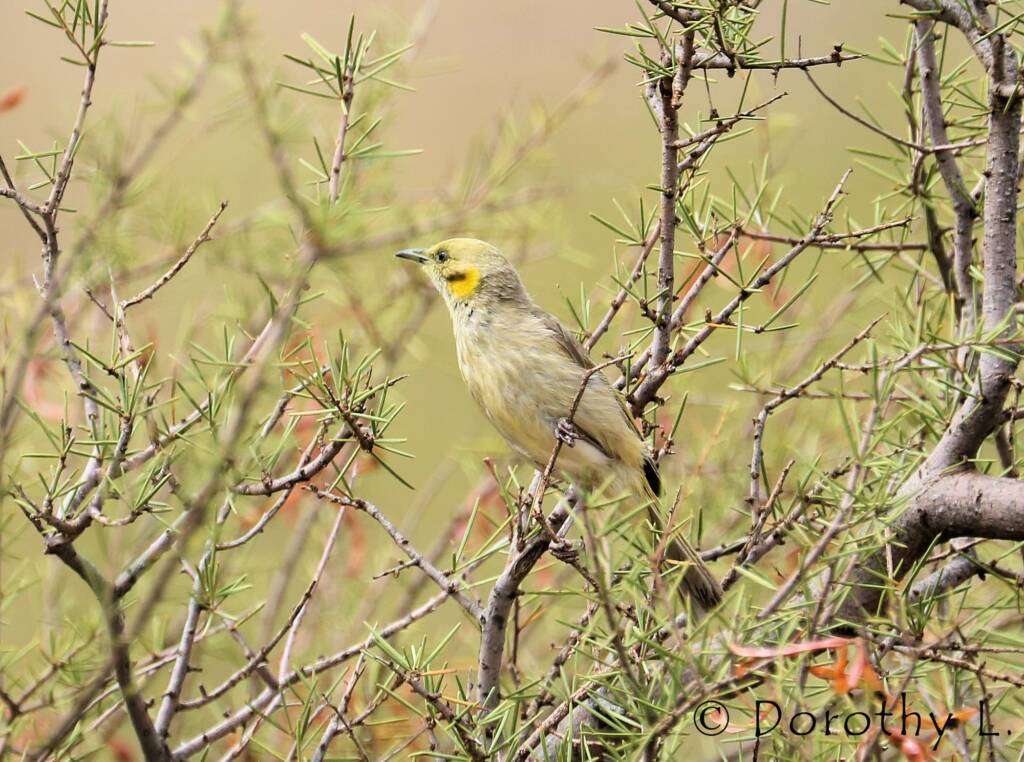 Grey-fronted Honeyeater (Ptilotula plumula)