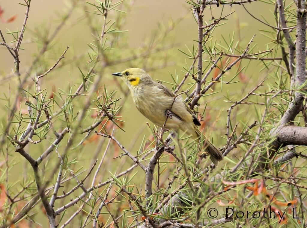 Grey-fronted Honeyeater (Ptilotula plumula)