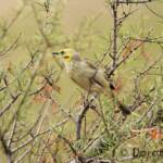 Grey-fronted Honeyeater (Ptilotula plumula)