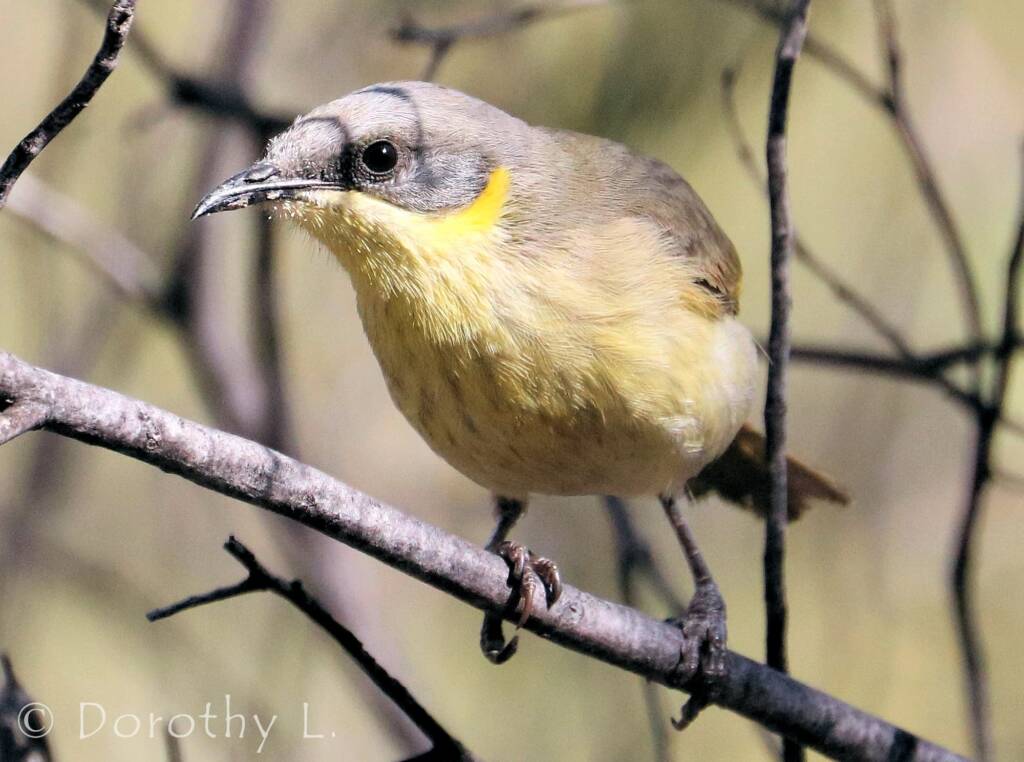 Grey-headed Honeyeater (Ptilotula keartlandi)