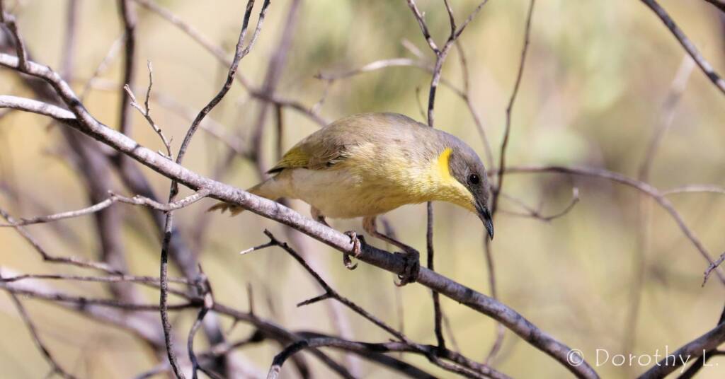 Grey-headed Honeyeater (Ptilotula keartlandi)