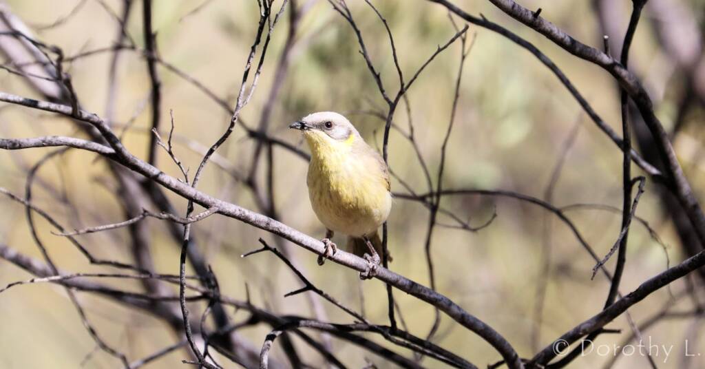 Grey-headed Honeyeater (Ptilotula keartlandi)