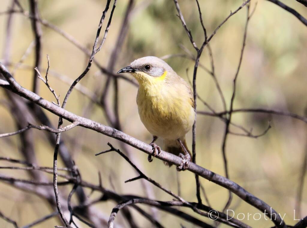 Grey-headed Honeyeater (Ptilotula keartlandi)